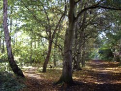 Nunnery Lane Wallpaper