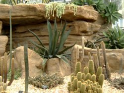 The cacti area. Wallpaper
