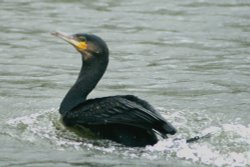 Cormorant Wallpaper