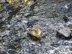 Ducking & Diving at Hebden Bridge