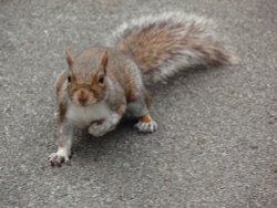 Grey Squirrel in Grosvenor Park Chester Wallpaper
