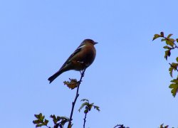 Chaffinch....fringilla coelebs Wallpaper