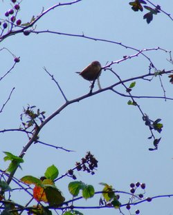 Wren....troglodytes troglodytes