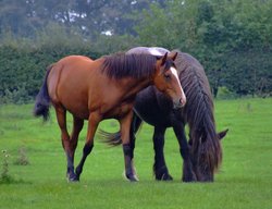 Two lovely horses Wallpaper