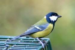 Great Tit.