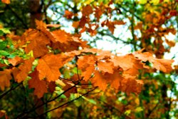 Autumn Leaves. Wallpaper