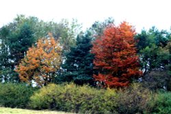 Autumn colours in the wetlands centre. Wallpaper