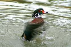 Wood Duck. Wallpaper