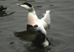 Eider Duck. Wallpaper