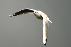 Black Headed Gull. Wallpaper