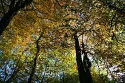 Canopy of trees Wallpaper