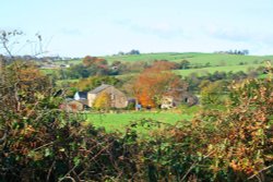 Green Moor Lane Wallpaper