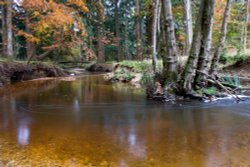 Autumn in The New Forest Wallpaper