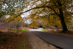 Autumn in The New Forest Wallpaper