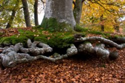 Autumn in the New Forest Wallpaper