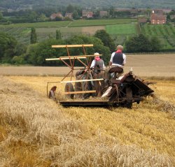 Reaping at Farming World, Kent
