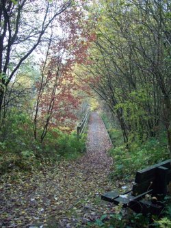 Tottington Woods