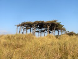 Unusual flat-topped canopy of trees near the dunes....