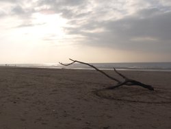 Driftwood - (not Otis B.)