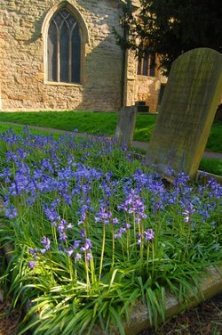 Bluebell grave