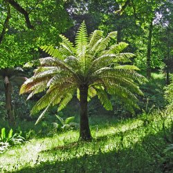 Tree Fern at Glendurgan Gardens, Cornwall
