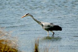 Grey Heron Fishing Wallpaper