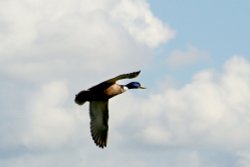 Mallard Drake Wallpaper