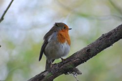 Robin at Titchwell Marsh
