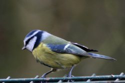 Blue Tit Wallpaper