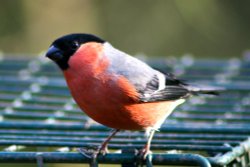 Bullfinch