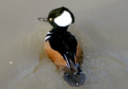 Hooded Merganser Wallpaper
