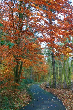 Woodland Walk at the Centre