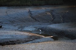 Egret in the mud Wallpaper