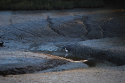 Egret in the mud Wallpaper