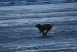 Racing across the beach