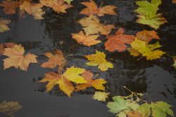 Leaves in the water Wallpaper