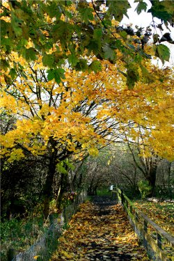 Autumn colours in the wetlands centre.