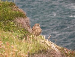 Waiting For Mum Wallpaper