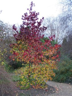 A shower of red into green