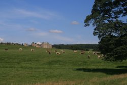 Cows in the meadow, Raby Castle Wallpaper