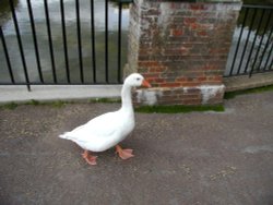 Duck is walking Wallpaper