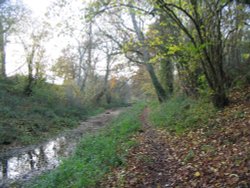 The Basingstoke Canal - towpath Wallpaper