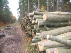 Walking around Silchester Wallpaper