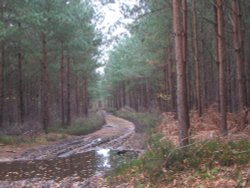 Around Silchester Wallpaper