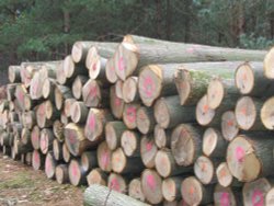 Modern Art or Log Sizing? Wallpaper