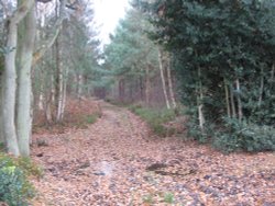 Around Silchester Wallpaper