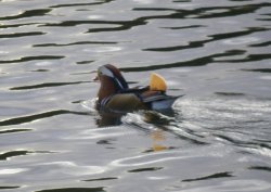 Duck