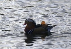 Duck
