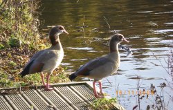Geese