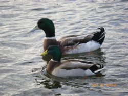 Ducks